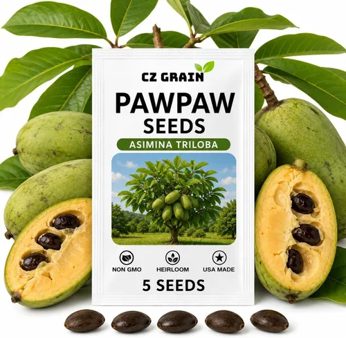 Vista 9 de CZ GRAIN Semillas de árboles exóticos para plantar (Baobab - 5 semillas)