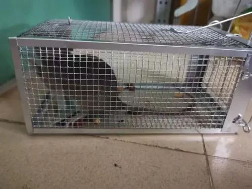 Vista 8 de 1 trampa humana para ratas, trampa para roedores de ardilla para interiores y exteriores, para animales pequeños – ratones de ratón, hámsters, jaula