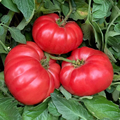 Vista 4 de Semillas de tomate gigante de Bélgica. 100 semillas. Fruta de 1 a 2 libras. 88 días. Reliquia, polinización abierta, sin OMG. Tomate para rebanar