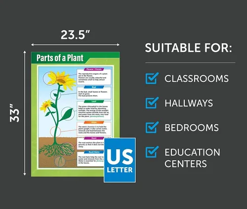 Vista 3 de Daydream Education Parts of a Plant Science - Póster para aula de ciencias de plantas, tamaño extragrande, 33 x 23.5 pulgadas, laminado, decoración