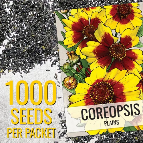 Vista 3 de Seed Needs Coreopsis Plains - Semillas para plantar flores amarillas al aire libre, 1 paquete