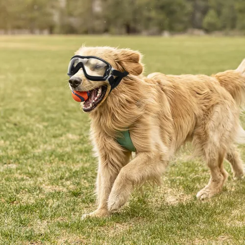 Vista 8 de ULTECHNOVO Gafas para mascotas resistentes al viento, para caminar al aire libre, correr y deportes, gafas protectoras contra los rayos UV