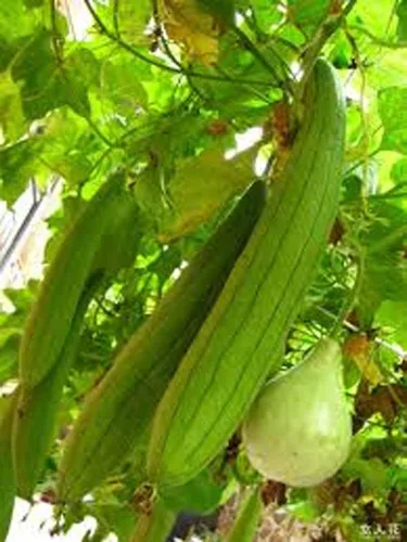 Vista 2 de Semillas de calabaza Luffa, semillas de esponja de calabaza Luffa, 100 semillas, sin OMG, cultiva tus propias calabazas Luffa y descubre aún más