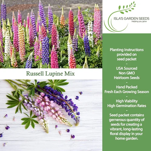 Vista 2 de Russell Mix - Semillas de flores de altramuz (Lupinus perennis) – Más de 150 semillas sin OMG y reliquias de Isla's Garden Seeds, flores perennes