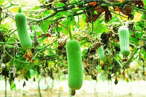 Vista 4 de Semillas Smooth Luffa - Dishrag Gourd, Esponja, Trapo - Vegetal reliquia - Libre de OGM