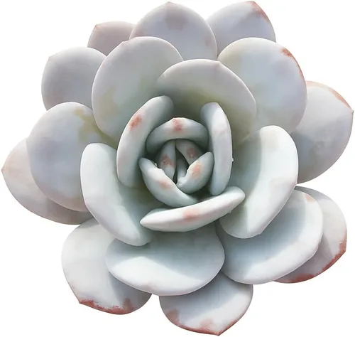 Vista 17 de Echeveria Agavoides Blue Dragon – Planta suculenta viva – 3 pulgadas – Tolerante a la sequía, bajo mantenimiento, perfecta para decoración