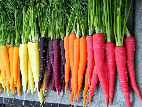 Vista 3 de Semillas de huerto para plantar - Cultiva verduras tradicionales (pimienta de 5 colores)