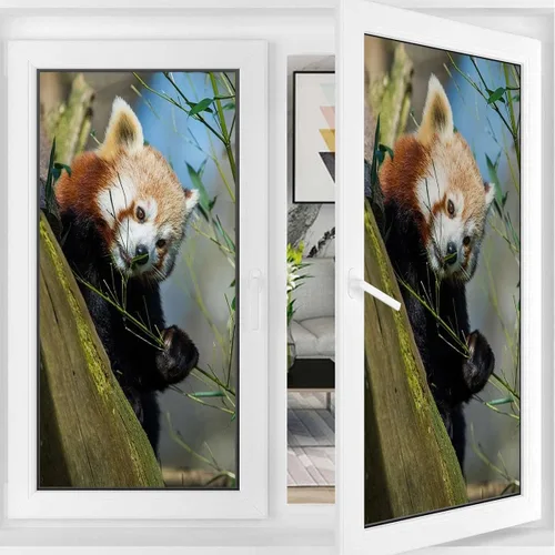Vista 3 de Película de vidrio esmerilado marrón y verde para ventanas y puertas, actividad de panda África, película ecológica para ventana de fotos, bloqueo
