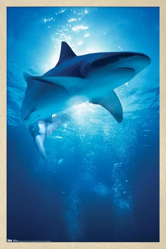 Vista 7 de Trends International Póster de pared de tiburón, 14.6 x 22.4 in, versión enmarcada de madera de granero