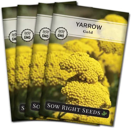 Vista 9 de Sow Right Seeds - Semillas de flores doradas de milenrama de Achillea para plantar - Flores para plantar en tu jardín - Paquete de reliquia sin OMG