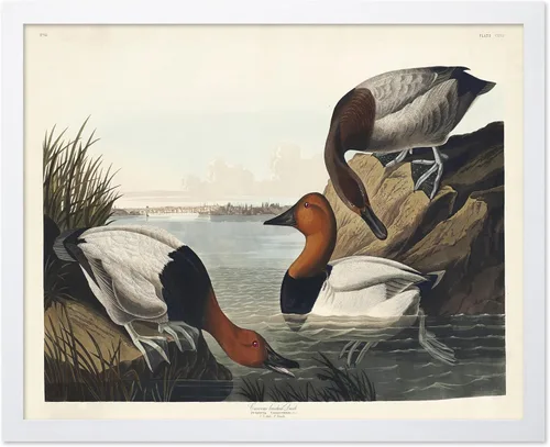 Vista 87 de Poster Master Póster vintage de James Audubon – Impresión retro de amargo americano – Arte de aves de América – Regalo para hombres, mujeres