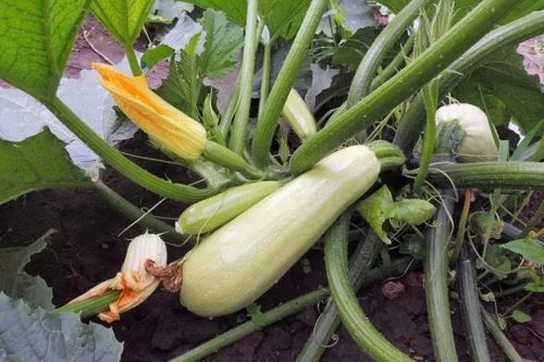 Vista 5 de Semillas Calabacín Calabacín Calabacín Calabaza Tipo Arbusto 36 Días Vegetales No OGM para Plantar