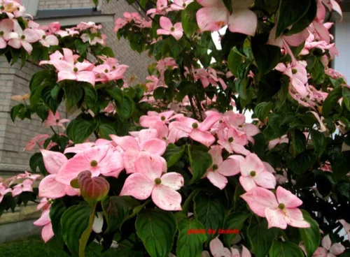 Vista 6 de 25 semillas de árbol de cornejo de flores rosadas llamativas y perennes árboles de cornelia