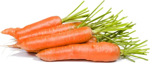 Vista 79 de 50 Hale's Best Cantaloupe Seeds for Planting - Sweet Aromatic Heirloom, Non-GMO, USA Grown by RDR Seeds