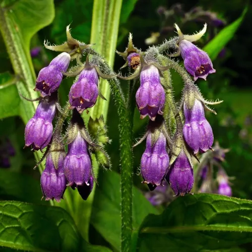 Vista 2 de 100 semillas de consuelda Symphytum Officinale - Semillas de consuelda perenne Symphytum Officinale sin OMG