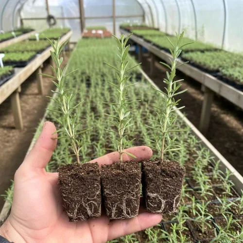Vista 2 de Juego de 3 plantas de romero azul vivas, planta viva de romero, hierbas comestibles y fragantes, plántulas de romero para plantar en interiores