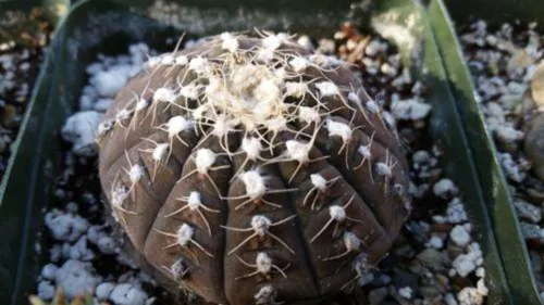 Vista 5 de Gymnocalycium ragonesii Cactus Cactus Suculenta Planta Real