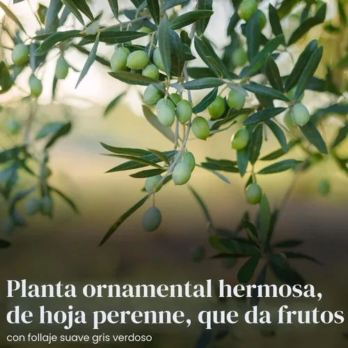 Vista 3 de American Plant Exchange - Olivo arbequina – Planta viva en maceta de 5 pulgadas, árbol frutal, variedad comestible resistente al frío