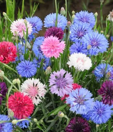 Vista 7 de Semillas de botón de aciano/soltero - Mezcla alta Centaurea Cyanus sin OMG a granel (1 lb) 90,000 semillas