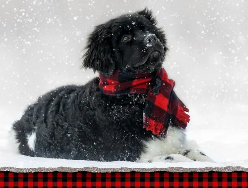 Vista 4 de Chocolate Joy Labrador Retriever - Cachorro de Navidad Premium Holiday 15 tarjetas, 16 sobres blancos