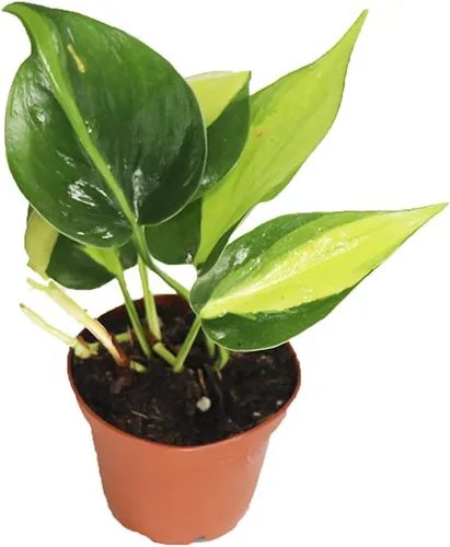 Vista 6 de Philodendron Neon Cordatum - 2" de California Tropicals