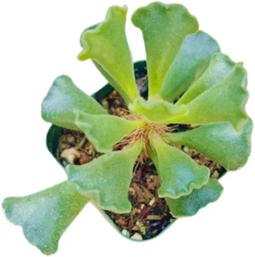 Vista 10 de Plantas de cactus suculentas vivas (2 pulgadas Opuntia Microdasy Golden Swirl Monstrose)