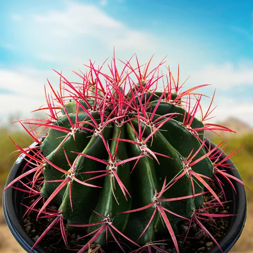 Vista 11 de Cactus Outlet- Planta de Cactus Barril Dorado - Plantas de Cactus Vivas - Plantas de Cactus Barril Vivas - 1 Galón - Plantas de Cactus Barril Listas