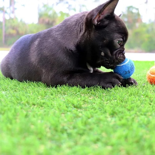 Vista 5 de Midlee Juego de 25 pelotas de tenis para perros de 1.5 pulgadas, varios