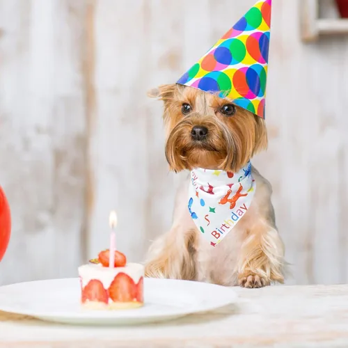 Vista 7 de PUPTECK Bandana de cumpleaños para perro, traje de 4 piezas, bufanda de babero triangular suave para mascotas, suministros de decoración de fiesta