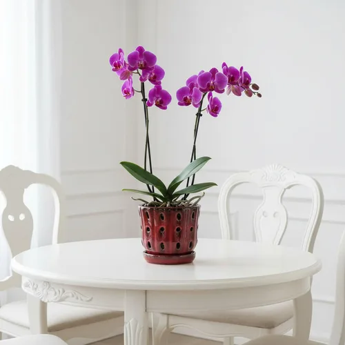 Vista 2 de Juego de 2 macetas de orquídea de cerámica de 4.9 pulgadas con Rojo