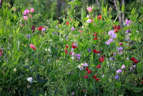 Vista 2 de Bijou Mix Sweet Pea Flower, 25 semillas de flores tradicionales por paquete, nombre botánico: Lathyrus odoratus, Isla's Garden Seeds