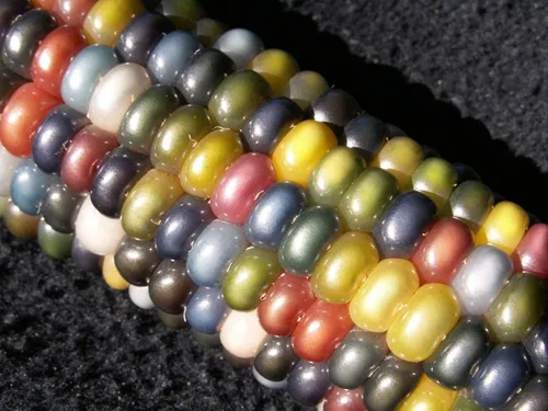 Vista 3 de 100 Semillas de Maíz Glass Gem Sin OMG Palomitas de Maíz Deliciosos Granos Cristalinos en Tonos Joya Cultivados en EE.UU. Raros Ornamentales