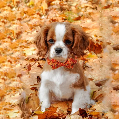 Vista 4 de Collar para perro con moño de Lionet Paws - Lindo collar ajustable de algodón con moño de otoño y hebilla de metal para perros pequeños, medianos