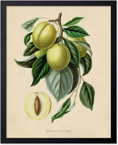 Vista 63 de Poster Master Póster Vintage de Titmouse Canadiense - Impresión Retro de Aves de América - Arte de Aves - Regalo para Hombres, Mujeres y Amantes