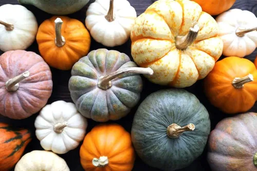Vista 2 de Mezcla de calabaza comestible colorida, 7 variedades dulces, más de 20 semillas, planta anual sin OMG