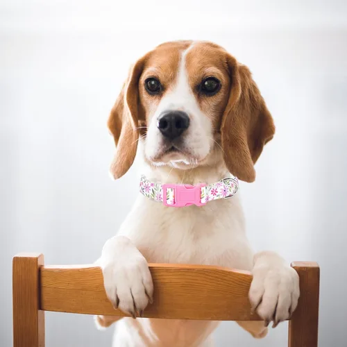 Vista 5 de Collar ajustable para perro con hebilla de seguridad de liberación rápida, collares de nailon suave para mascotas pequeñas, medianas y grandes