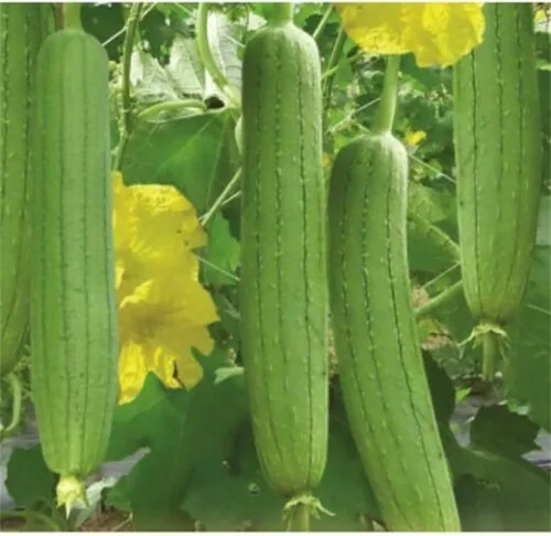 Vista 4 de zcbang Más de 20 semillas comestibles de luffa lufa vegetales, esponja, vid de calabaza suave