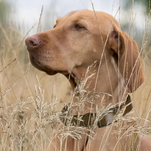 Vista 98 de Dogline Biothane - Collar impermeable para perro con hebilla de liberación rápida, resistente cincha de nailon recubierta con resistente y a prueba