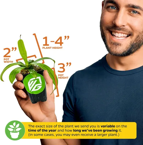 Vista 3 de Planta carnívora Miranda Nepenthes Miranda - Planta inicial de Wellspring Gardens - Tropical única y exótica para cultivo y plantación