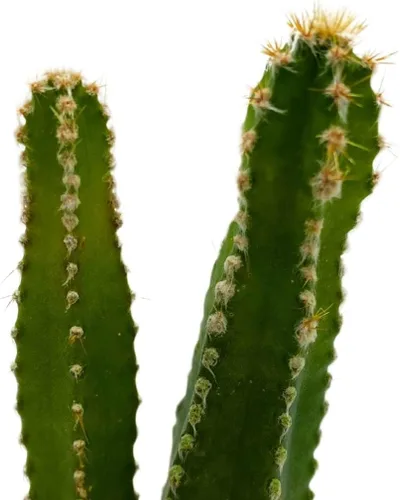 Vista 7 de BubbleBlooms Acanthocereus tetragonus Fairy Castle Cactus, en una maceta de 2 pulgadas