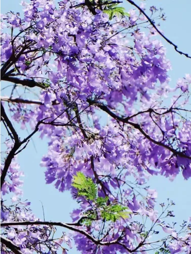 Vista 4 de 25PCS Blue Jacaranda Mimosifolia Seeds Blooming Perenne Flower Tree Seeds