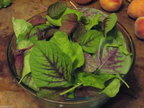 Vista 4 de Semillas de espinacas chinas: amaranto comestible, hoja de rayas rojas, calla roja jamaicana (semillas de 1 onza)