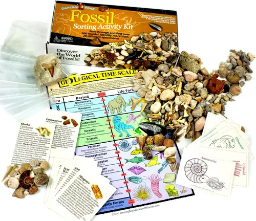 Vista 3 de DANCING BEAR Paquete de fósiles de Geología: 2 kits de actividades STEM: actividad de clasificación de rocas, minerales y geodas y fósiles