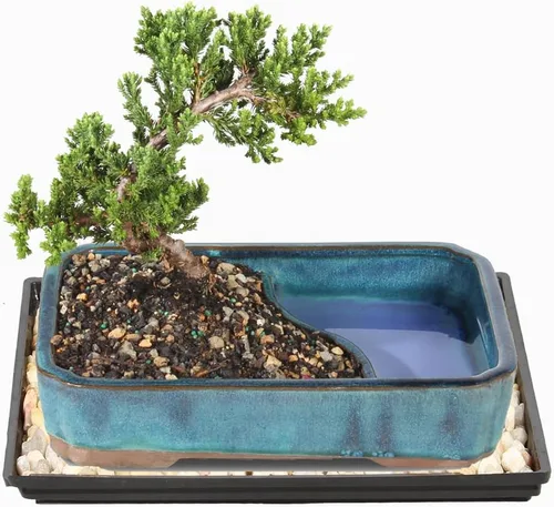 Vista 3 de Brussel's Bonsai Árbol Bonsái de Enebro Verde Vivo - Mediano, 5 Años, 6 a 10 Pulgadas - Árbol Bonsái para Exteriores Vivo con Maceta de Agua