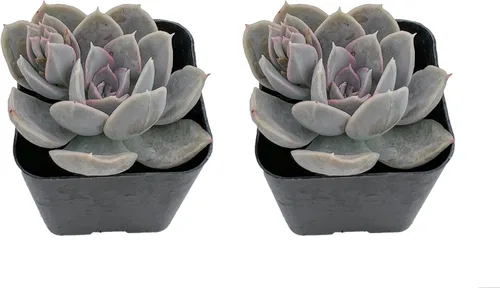 Vista 3 de Juego de suculentas, paquete de 2 Echeveria 'Lola', suculentas vivas totalmente arraigadas, aproximadamente 2 pulgadas grandes, regalo único
