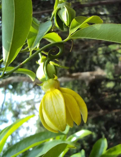 Vista 2 de Artabotrys hexapetalus Trepadora Ylang Ylang Vine Cola Uva 5_Seeds