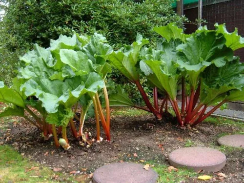 Vista 5 de Semillas Ruibarbo Victoria Tallo Rojo Gigante No GMO Heirloom