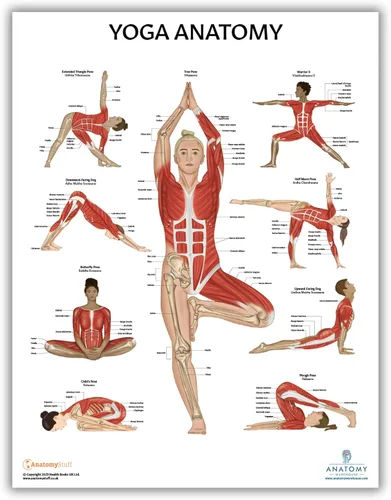 Vista 3 de Anatomy Lab Póster muscular, esquelético, yoga, estiramiento y pilates, anatomía y fisiología – Paquete de 5 LAMINADO 17.3 x 22.5 pulgadas, tabla