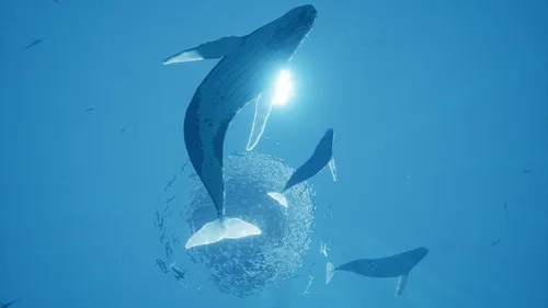 Vista 4 de ABZÛ - PlayStation 4