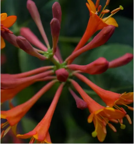 Vista 2 de Dropmore Scarlet Honeysuckle Vine - Lonicera - Maceta de 2.5